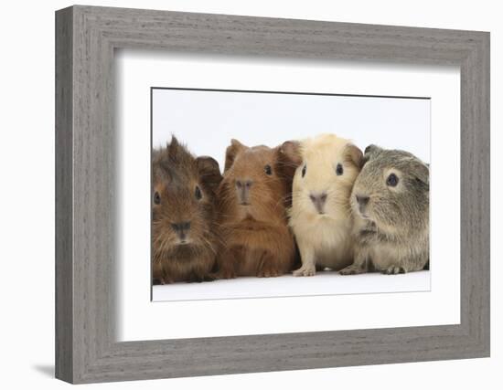 Four Baby Guinea Pigs, Each a Different Colour-Mark Taylor-Framed Photographic Print