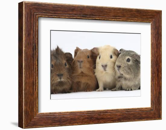 Four Baby Guinea Pigs, Each a Different Colour-Mark Taylor-Framed Photographic Print