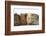 Four Baby Guinea Pigs, Each a Different Colour-Mark Taylor-Framed Photographic Print