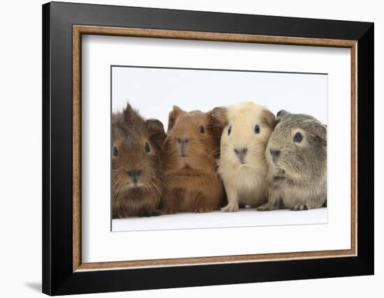 Four Baby Guinea Pigs, Each a Different Colour-Mark Taylor-Framed Photographic Print