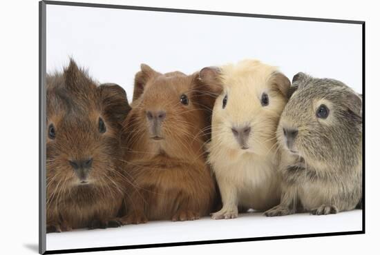 Four Baby Guinea Pigs, Each a Different Colour-Mark Taylor-Mounted Photographic Print