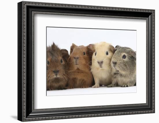 Four Baby Guinea Pigs, Each a Different Colour-Mark Taylor-Framed Photographic Print