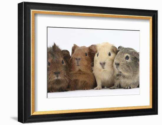 Four Baby Guinea Pigs, Each a Different Colour-Mark Taylor-Framed Photographic Print