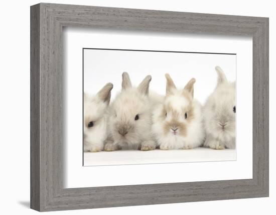 Four Baby Lionhead Cross Lop Bunnies in a Row-Mark Taylor-Framed Photographic Print