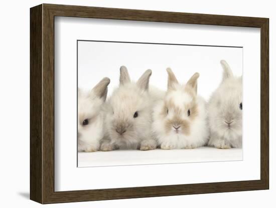 Four Baby Lionhead Cross Lop Bunnies in a Row-Mark Taylor-Framed Photographic Print