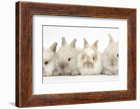 Four Baby Lionhead Cross Lop Bunnies in a Row-Mark Taylor-Framed Photographic Print