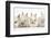 Four Baby Lionhead Cross Lop Bunnies in a Row-Mark Taylor-Framed Photographic Print