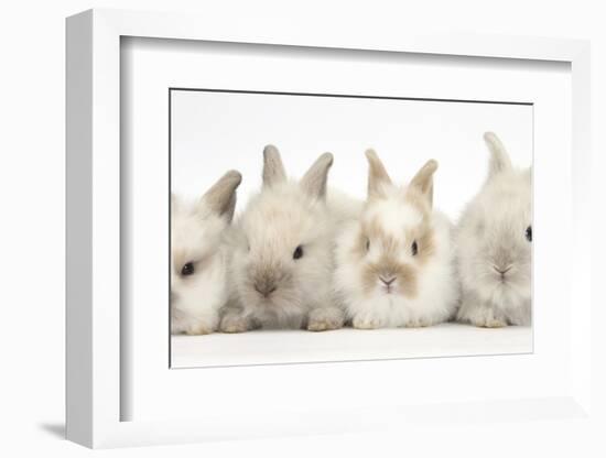 Four Baby Lionhead Cross Lop Bunnies in a Row-Mark Taylor-Framed Photographic Print