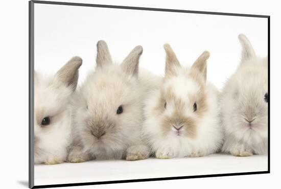 Four Baby Lionhead Cross Lop Bunnies in a Row-Mark Taylor-Mounted Photographic Print