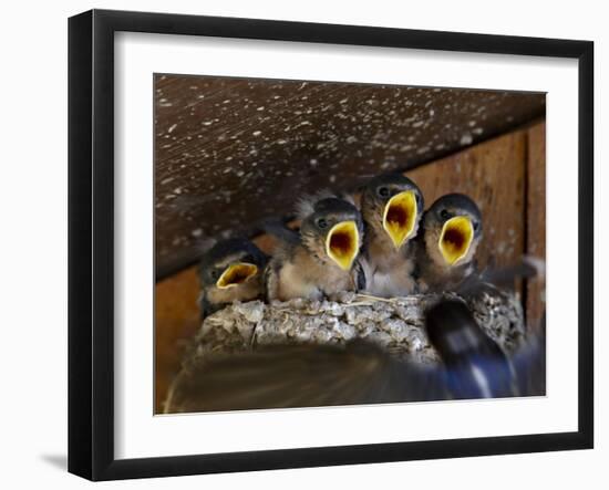 Four Barn Swallow (Hirundo Rustica), Custer State Park, South Dakota, Usa-James Hager-Framed Photographic Print