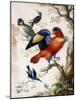 Four Birds in Wood-Herman Henstenburgh-Mounted Giclee Print