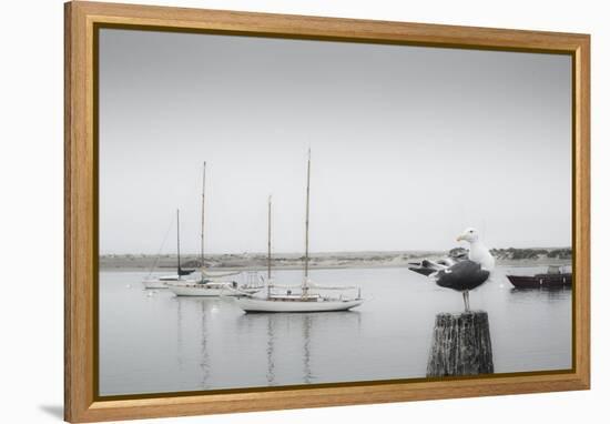 Four Boats & Seagull-Moises Levy-Framed Premier Image Canvas