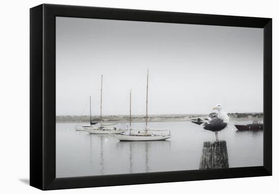 Four Boats & Seagull-Moises Levy-Framed Premier Image Canvas