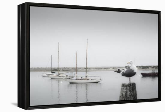 Four Boats & Seagull-Moises Levy-Framed Premier Image Canvas