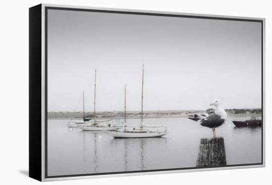 Four Boats & Seagull-Moises Levy-Framed Premier Image Canvas