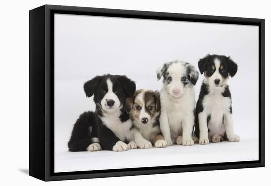 Four Border Collie Puppies-Mark Taylor-Framed Premier Image Canvas