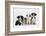 Four Border Collie Puppies-Mark Taylor-Framed Photographic Print