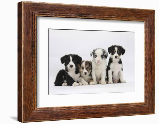 Four Border Collie Puppies-Mark Taylor-Framed Photographic Print