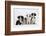 Four Border Collie Puppies-Mark Taylor-Framed Photographic Print