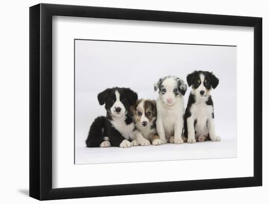 Four Border Collie Puppies-Mark Taylor-Framed Photographic Print