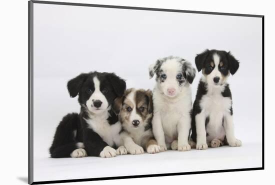 Four Border Collie Puppies-Mark Taylor-Mounted Photographic Print