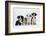 Four Border Collie Puppies-Mark Taylor-Framed Photographic Print