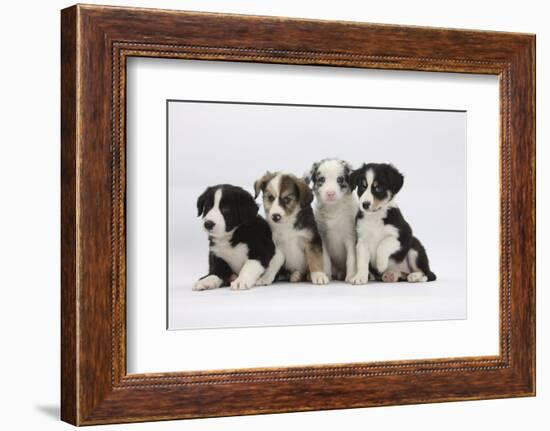 Four Border Collie Puppies-Mark Taylor-Framed Photographic Print