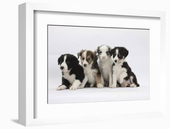 Four Border Collie Puppies-Mark Taylor-Framed Photographic Print