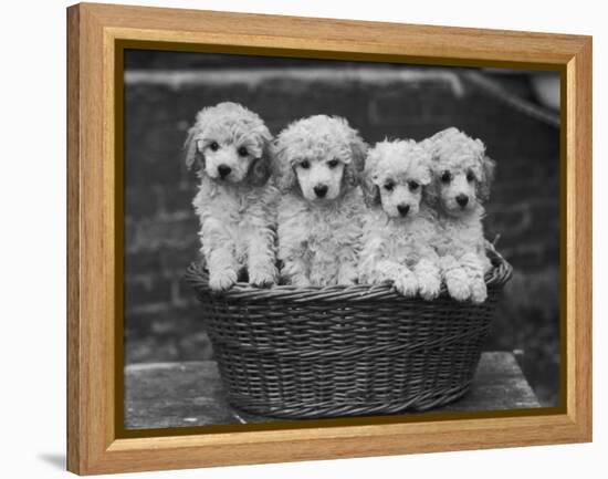 Four "Buckwheat" White Minature Poodle Puppies Standing in a Basket-Thomas Fall-Framed Premier Image Canvas