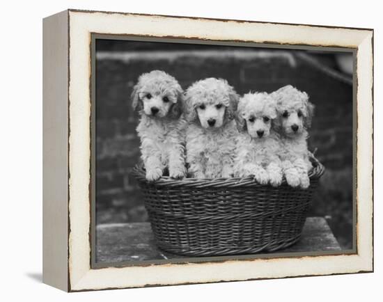 Four "Buckwheat" White Minature Poodle Puppies Standing in a Basket-Thomas Fall-Framed Premier Image Canvas