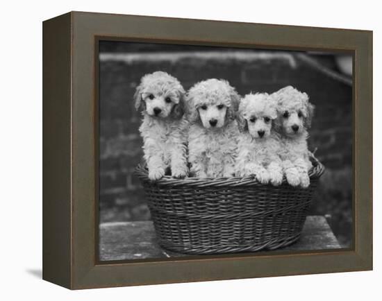 Four "Buckwheat" White Minature Poodle Puppies Standing in a Basket-Thomas Fall-Framed Premier Image Canvas