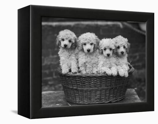 Four "Buckwheat" White Minature Poodle Puppies Standing in a Basket-Thomas Fall-Framed Premier Image Canvas