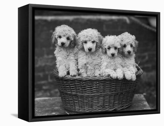 Four "Buckwheat" White Minature Poodle Puppies Standing in a Basket-Thomas Fall-Framed Premier Image Canvas