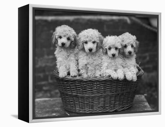 Four "Buckwheat" White Minature Poodle Puppies Standing in a Basket-Thomas Fall-Framed Premier Image Canvas