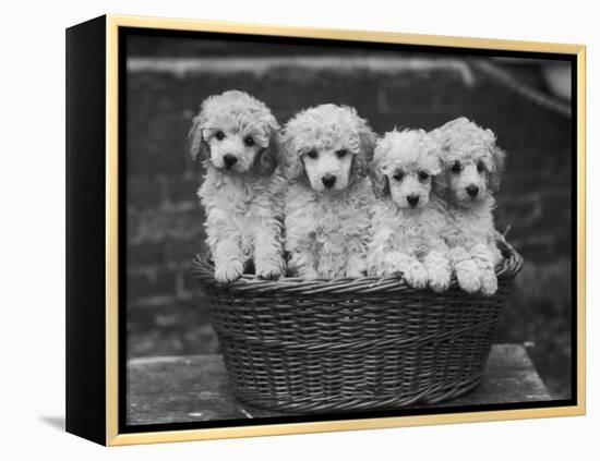 Four "Buckwheat" White Minature Poodle Puppies Standing in a Basket-Thomas Fall-Framed Premier Image Canvas