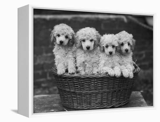 Four "Buckwheat" White Minature Poodle Puppies Standing in a Basket-Thomas Fall-Framed Premier Image Canvas