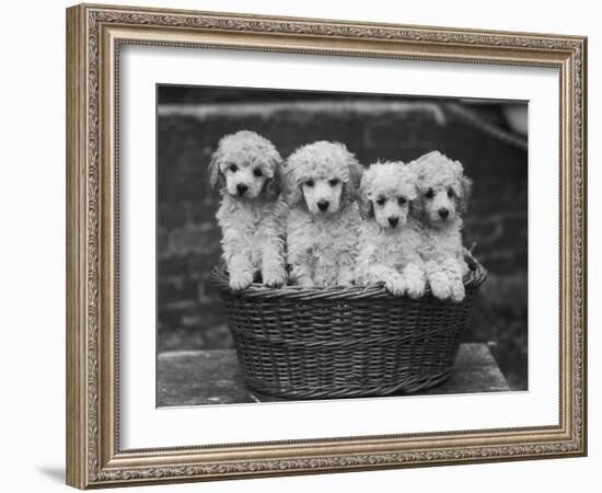 Four "Buckwheat" White Minature Poodle Puppies Standing in a Basket-Thomas Fall-Framed Photographic Print