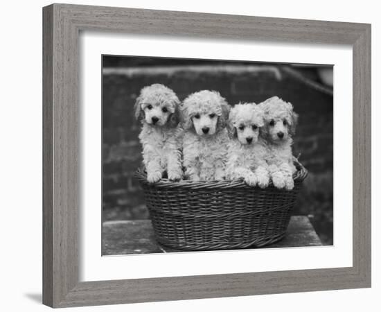 Four "Buckwheat" White Minature Poodle Puppies Standing in a Basket-Thomas Fall-Framed Photographic Print