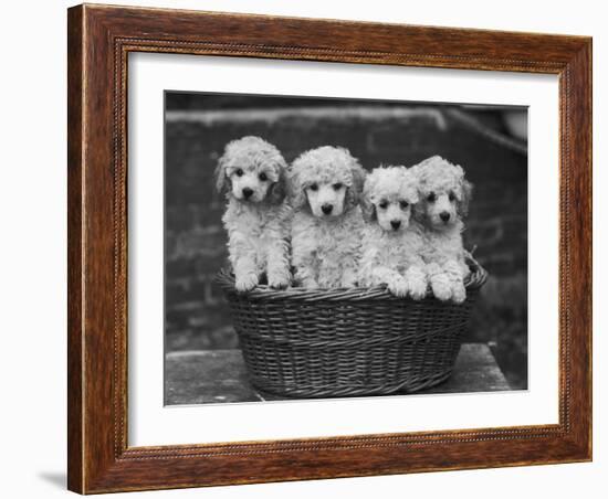 Four "Buckwheat" White Minature Poodle Puppies Standing in a Basket-Thomas Fall-Framed Photographic Print