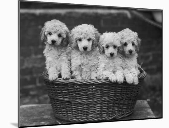 Four "Buckwheat" White Minature Poodle Puppies Standing in a Basket-Thomas Fall-Mounted Photographic Print