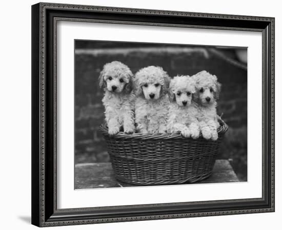 Four "Buckwheat" White Minature Poodle Puppies Standing in a Basket-Thomas Fall-Framed Photographic Print