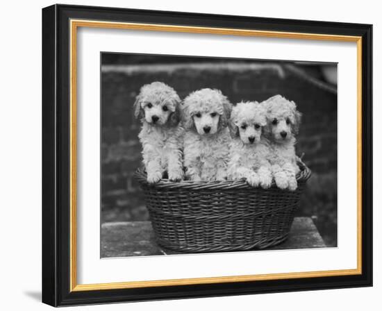 Four "Buckwheat" White Minature Poodle Puppies Standing in a Basket-Thomas Fall-Framed Photographic Print