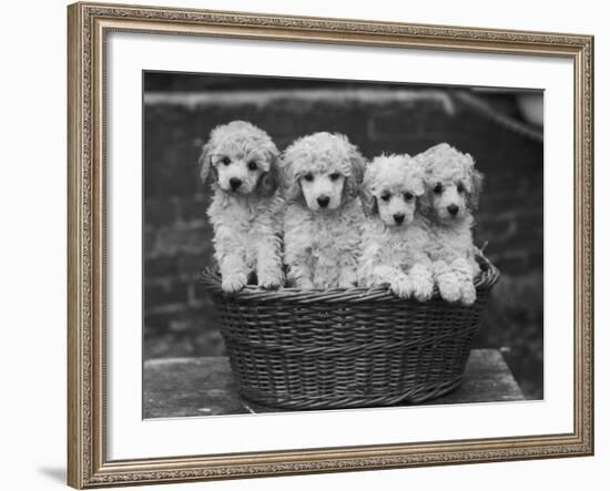 Four "Buckwheat" White Minature Poodle Puppies Standing in a Basket-Thomas Fall-Framed Photographic Print