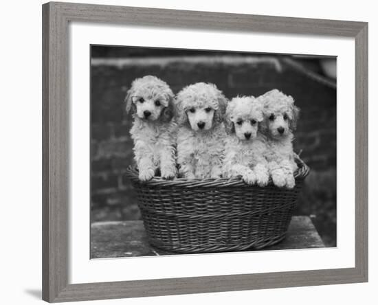 Four "Buckwheat" White Minature Poodle Puppies Standing in a Basket-Thomas Fall-Framed Photographic Print