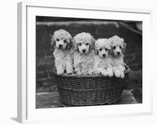 Four "Buckwheat" White Minature Poodle Puppies Standing in a Basket-Thomas Fall-Framed Photographic Print