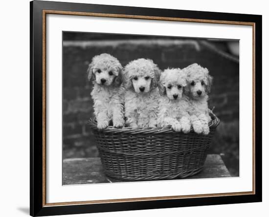 Four "Buckwheat" White Minature Poodle Puppies Standing in a Basket-Thomas Fall-Framed Photographic Print