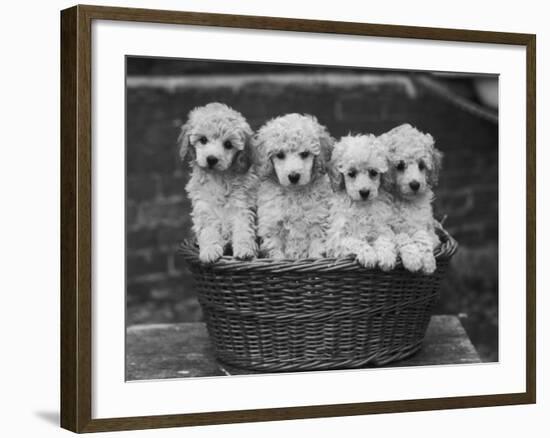 Four "Buckwheat" White Minature Poodle Puppies Standing in a Basket-Thomas Fall-Framed Photographic Print