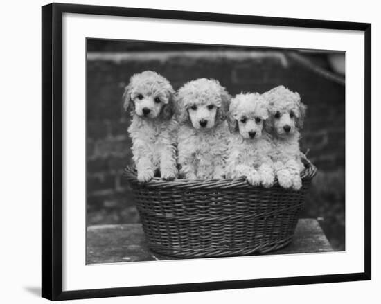 Four "Buckwheat" White Minature Poodle Puppies Standing in a Basket-Thomas Fall-Framed Photographic Print