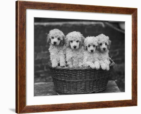 Four "Buckwheat" White Minature Poodle Puppies Standing in a Basket-Thomas Fall-Framed Photographic Print