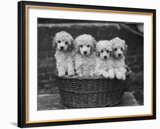 Four "Buckwheat" White Minature Poodle Puppies Standing in a Basket-Thomas Fall-Framed Photographic Print